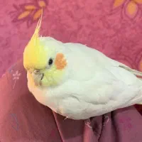 عروس هلندی گمشد ه فرار کرده