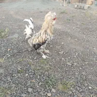 فروش مرغ و خروس