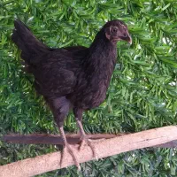 مرغ و خروس جوجه.گلین لاری محلی