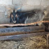 فروش گوسفند