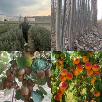 نهال زیتون زردآلو صنوبر