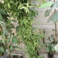 نهال|گل و گیاه طبیعی|اصفهان, شاهد|دیوار