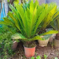 سیکاس از همه اندازه