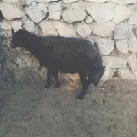 قوچ افشاری