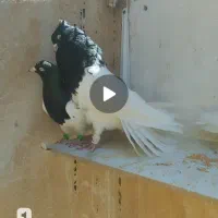 کبوتر|پرنده|شهرضا, |دیوار