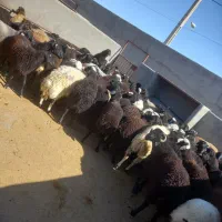 فروش دام زنده