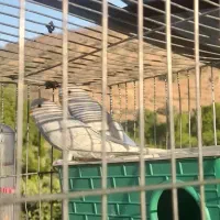 مرغ عشق