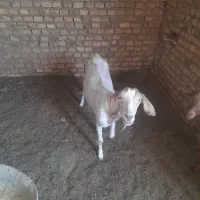 سلام فروش