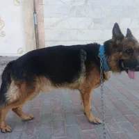 ژرمن نگهبان تربیت شده