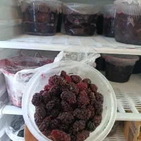 شاهتوت شاتوت فریز شده درجه 1