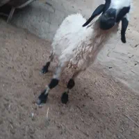 میش ماده