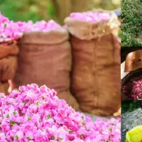 عرقیجات گلاب