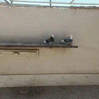 کفتر درجه ۱بشرط