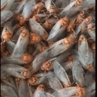 جیرجیرک