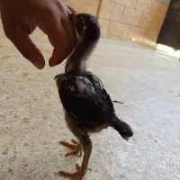 جوجه لاری اصیل پرخون