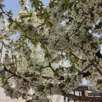 کار در منزل فقط برای خانمها
