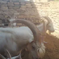 سانن نر بز
