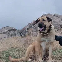 ماده پژدر