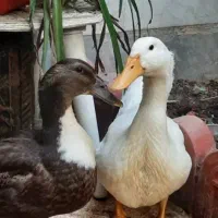 ۲ تا اردک ۴ ماهه ۱۲۰۰ تومان