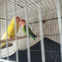 یک جفت طوطی برزیلی صورت هلویی
