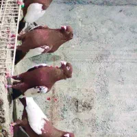 کفتر