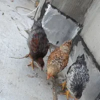 جوجه محلی