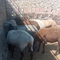 10عدد گوسفند ابستن