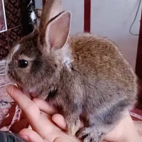 بچه خرگوش