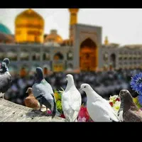 تور و بلیط قطار همه روزه