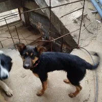 واگذاری رایگان توله 5 ماهه جرمن میکس