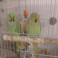 طوطی
