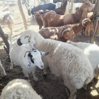 چپش چاق میش چاق