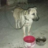 سگ سرابی