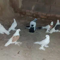 عشق|پرنده|مرند, |دیوار