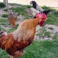 خروس|حیوانات مزرعه|دهگلان, |دیوار