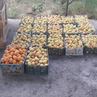 زاردالو خوی وا خشگل واسه خشگ کردان