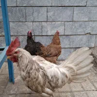 یک خروس و دوتا مرغ تخم گزار