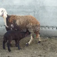 یک راس شیشک شکم اول بره دار