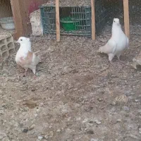 کفتر|پرنده|کوهدشت, |دیوار