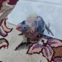 عروس هلندی سرلاکی