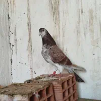 کبوتر آبی بیگلو