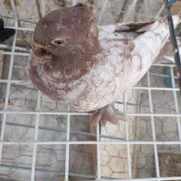 طاووسی سرخ