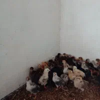 جوجه