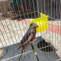 عروس هلندی