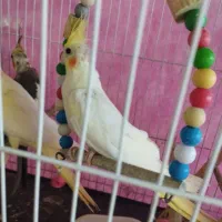 جوجه عروس هلندی