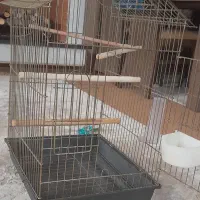 پرنده عروس گمشده