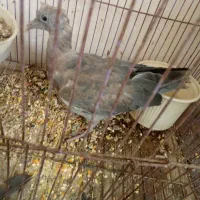جوجه پرنده مسافتی