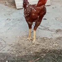 خروس