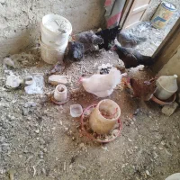 فروش 8عدد مرغ جوان خانگی خوراسگان 8میلیون