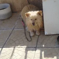 سگ جنسیت اشپیتس